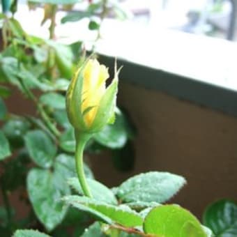 びっくり！きのこが生えてきた！！
