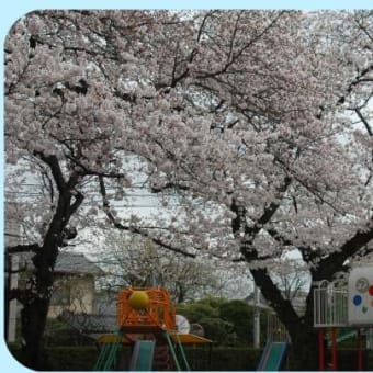 幼稚園の桜です