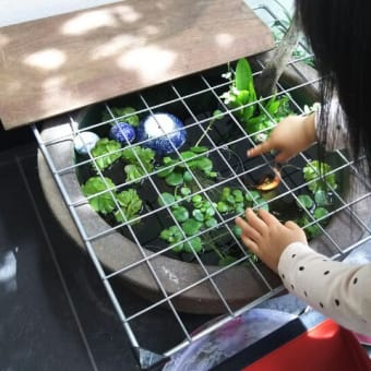 メダカにプレゼント
