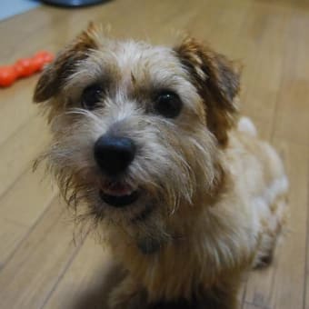 新入り保護犬