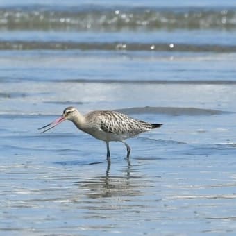 オオソリハシシギ　潮が満ちて砂浜は無しです。