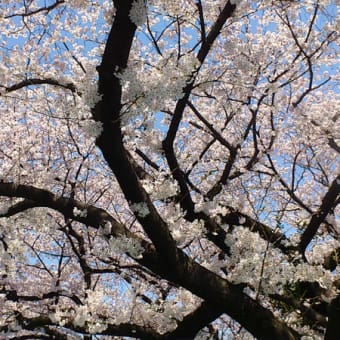 ブログ その8 『桜が散ってしまった！』