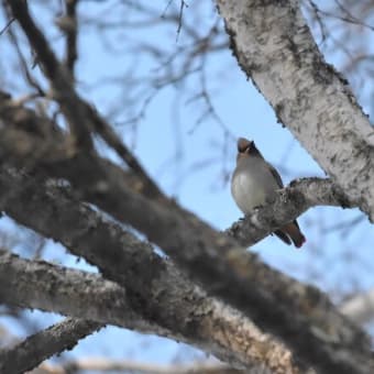 野鳥シリーズ　１