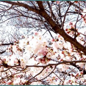 「4月寒波」にサクラも泣いている