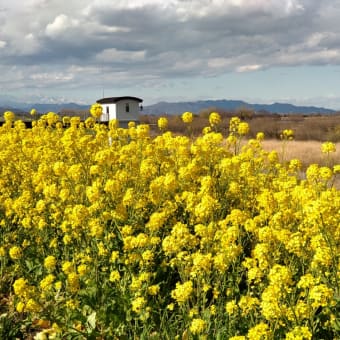 菜の花散歩