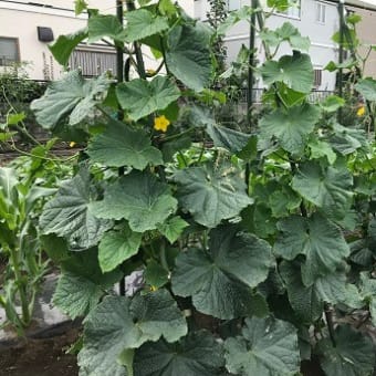 Hilo‘s Farm 万願寺唐辛子を初収穫