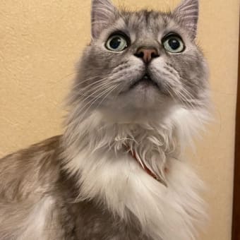 川を渡る