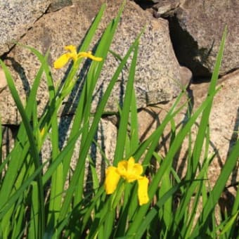 入梅間近の花々と奈良「山野辺の道」歩き①