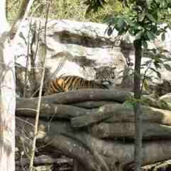 上野動物園にて