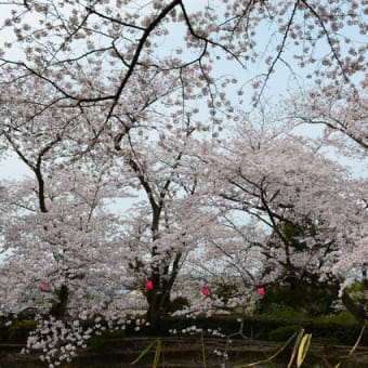 岸和田市　慈光苑の桜