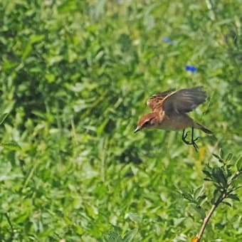 ノビタキの飛び立ち