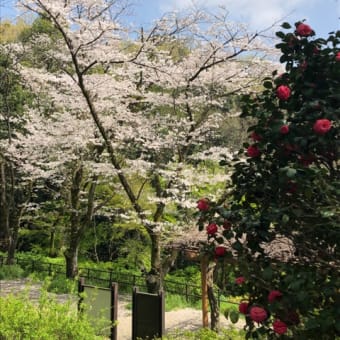 春が好き