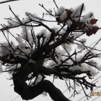 やはり「雪」・いちだんと冷え込む