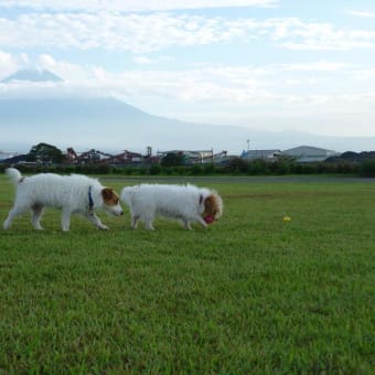 もぐら？でジャックの血が騒ぐ