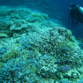 2007　白化サンゴとダイバー