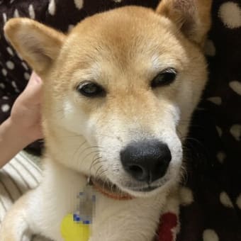 炬燵と柴犬
