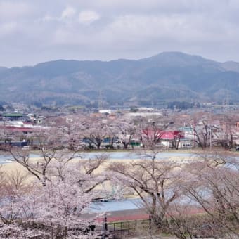 今年の桜見物