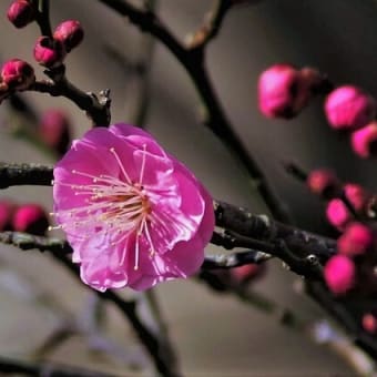 桃色の梅の花