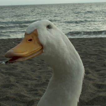 あひるのミューズ、海へ行く！