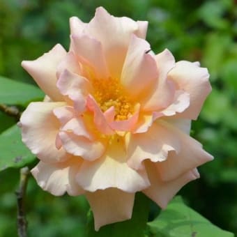 鉢植えのバラ（１）　「サマーレディ」