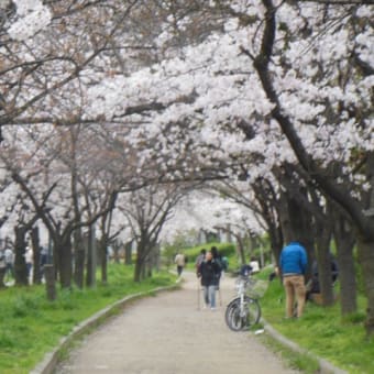 一人で花見