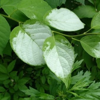 山野の花・６月