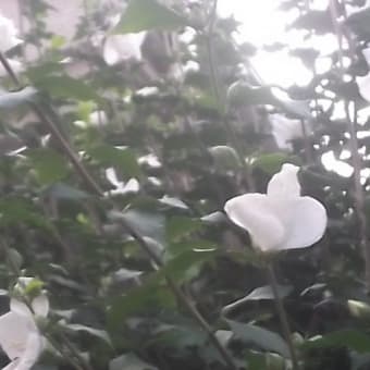 白色の木槿が咲いた