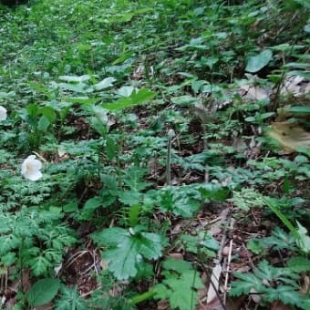 高尾山4月23日（月）