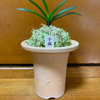 千歳