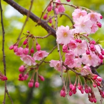 お待たせ今年の桜①～鴻巣・荒川土手