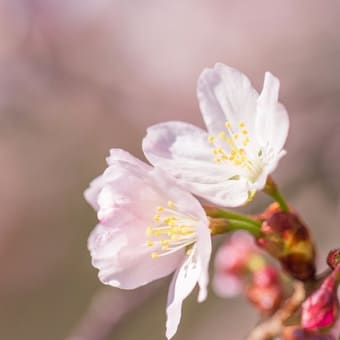 道庁の桜