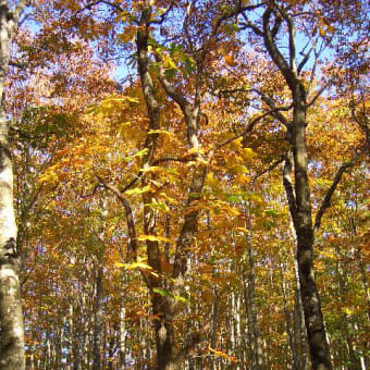 ・　ぶなの森の紅葉　二　　2005年　　Fagus crenata