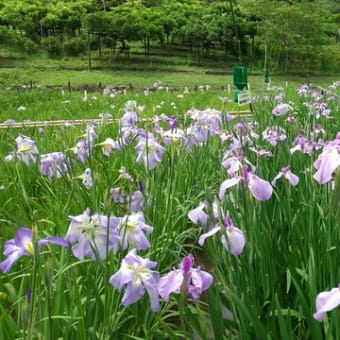 いずれ菖蒲か杜若