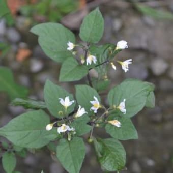 お出かけください、迫間湿地の花々（６月～）〈確認中〉