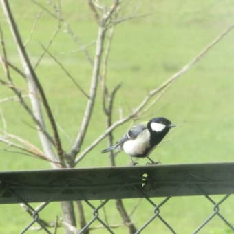 「シジュウカラ」さんが来てくれた。