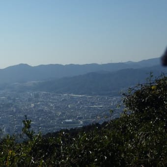 セリバオウレンの「四王寺山」