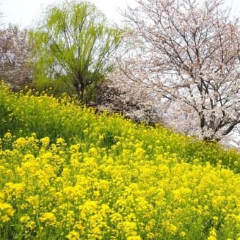 お待たせ今年の桜①～鴻巣・荒川土手