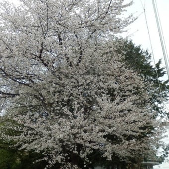 桜咲きその後つづく雨くもり／今年の桜もう見納めか（雀ノ森氷川神社など）