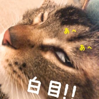 仙台東口イリス2020.5/12 にゃんこBAR