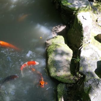 6月の水辺の風景