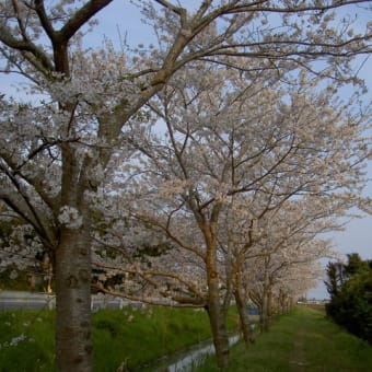 桜を見る会