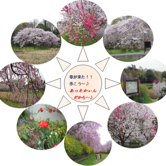 咲き誇る桜の一時を撮ってきました。　　2015/4