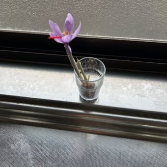 今年の展示は終了しました‥と思いきや〜❗️
