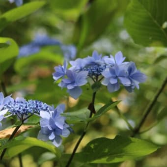 円光寺の紫陽花