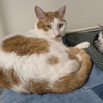  ５月と６月の猫たち