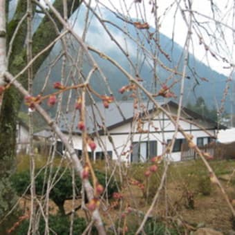 湯の山温泉しだれ桜（3.28つぼみ）