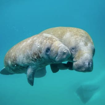 清水謙行が世界を旅するブログー絶滅危惧種