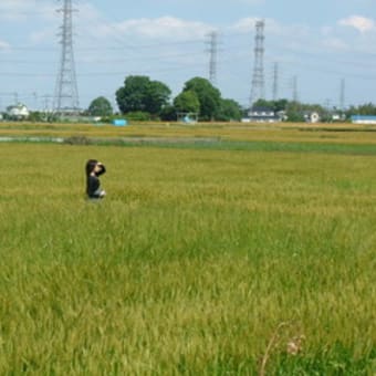 風にうねる麦の海を求めて