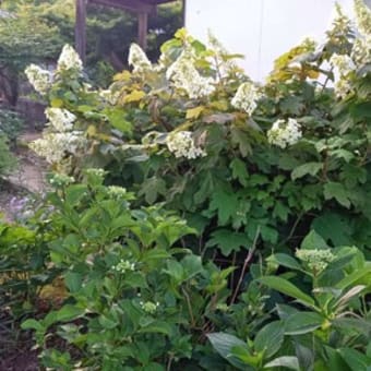 雨の後でアジサイの花が見頃に