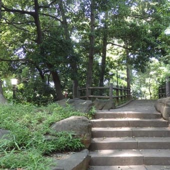 菩提樹の花の下にて写生かな／緑陰照らす昼間の明かり（喜多院）